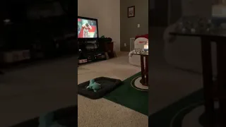 Bunny Gets in Some Laps Around the Living Room