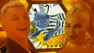 RASA - Пчеловод Пародия котенка Реакция REMIX