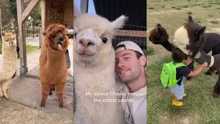 ULTIMATE Alpaca & Llama TikTok Compilation