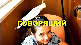 Говорящий попугай | Как научить говорить Кореллу  # 1