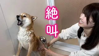 水をかけられると家中響き渡るような奇声で叫び散らかす大袈裟すぎる柴犬が可愛い