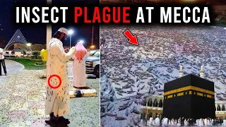 PROPHETIC SIGN!! Weird Insect Plague INVADES Mecca!