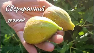 Богатый,сверхранний урожай инжира на май-июнь 2023 г.