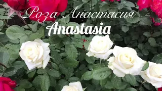 Красивые розы. Роза Анастасия (3 зона)