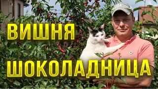 Вишня шоколадница, описание сорта, уход