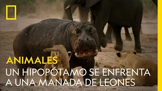 Un hipopótamo se enfrenta a una manada de leones | NATIONAL GEOGRAPHIC ESPAÑA