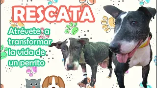 ¿Cómo Rescatar a un Perro de la Calle?🐶