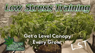 Low Stress Training for Cannabis Plants Tutorial Video