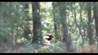 the bigfoot video comes from Georgia can't find the uploaded
