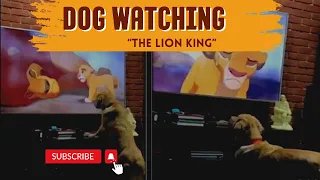 Adorable dog reacts in the cutest way to lion king’s saddest scene|dog’s emotional reaction