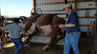 How to trim a big bulls hooves (loading the bull on the table)