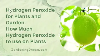 Hydrogen Peroxide for Plants and Garden  How Much Hydrogen Peroxide to use on Plants