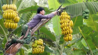 Full Video: Harvest Big Bananas Go To District Market Sell. 2 Years Alone in the Forest