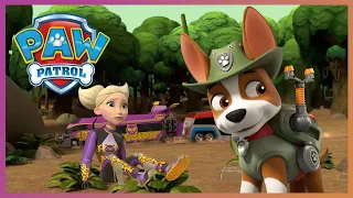 Tracker and Pups stop Cheetah from destroying the Jungle! | PAW Patrol Cartoons for Kids Compilation