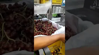 Empaque de Uvas.. pozo manuel