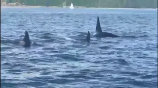 WATCH: Whales frolicking in Seattle's Elliott Bay