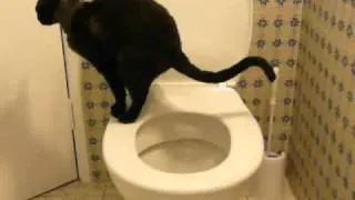 Toilet training my cat. Fully trained. Stage 4b.