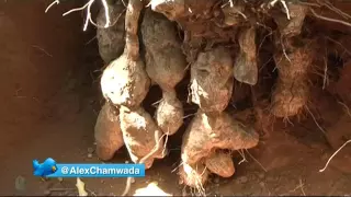 The Chamwada Report Episode 48: Turning farming into a tourist attraction (Part 1)