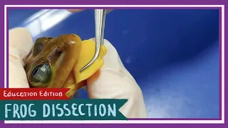 Frog Dissection || One Small Step for Man, One Giant Leap for Frogs [EDU]