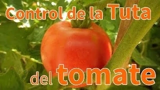 Cómo combatir la Tuta del tomate de forma ecológica - Planeta Huerto