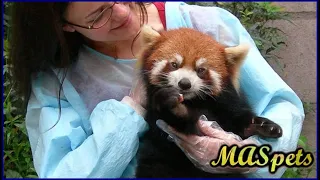 Can You Keep A RED PANDA as a Pet?