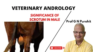 Veterinary Andrology I Male reproductive organs I Understanding the Scrotum I VGO Unit 3 I GNP Sir