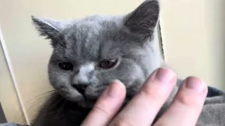 My Blue British Shorthair Kitten licking me