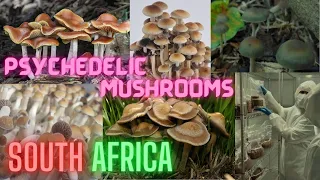 Overview of Psychedelic Mushrooms in South Africa