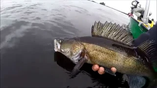 Freiwasser Zander - Pelagisch in Schweden