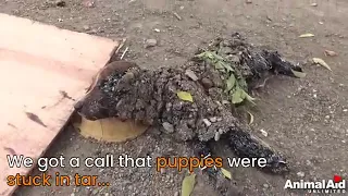 covered in solid tar puppies traped in teir own bodies,only their eyes could move rescued.