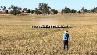 Farley's Patch (Patch) casting in the paddock.