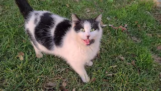 Cat with amazing patterns is unbelievably cute.