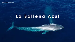 La Ballena Azul | Mini Documental