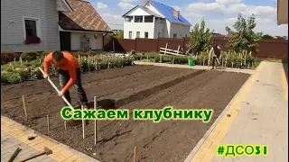 Сажаем клубнику.