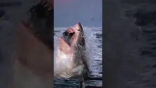 This Pack of 8 Sharks Devour 2 Boys!