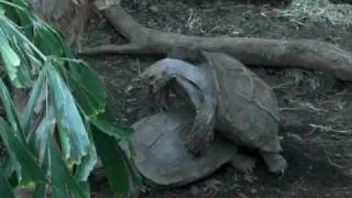 Tortoise Sex at the San Diego Zoo