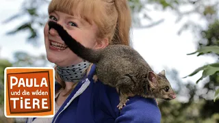 Die Possumbande  (Doku) | Reportage für Kinder | Paula und die wilden Tiere