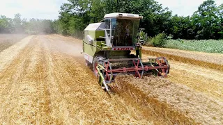 Claas Dominator 58 Wheat Harvest 2021 (Claas Dominator 58 vrsa zita 2021)