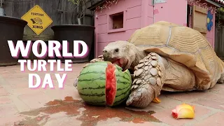 World Turtle Day - Tiptoe Eats a Watermelon