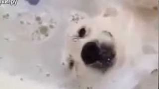 Пёс балдеет в ванной