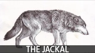 How To Draw The Jackal, step by step