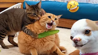 Try Not to Laugh Dogs and Cats - Awesome Funniest Animal Videos 😁