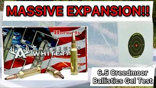 6.5 Creedmoor Hornady American Whitetail Ammo Review & Gel Test: ENOUGH PENETRATION FOR DEER?!