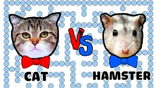 Cat vs Hamster in WATER MAZE. Who Is The Winner? | Battle In Hamster Maze Race | Funny Cat Videos