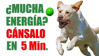 ¿Tu PERRO tiene MUCHA Energía? Enséñale a JUGAR a la PELOTA para CANALIZARLA