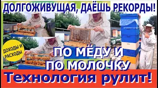 Пчелы Долгожители! Рекорды и Технология! Сильные семьи и Маточное Молочко. "Пчеловодство + Пчеловод"