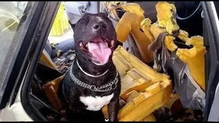 🐕 Why do you need a car if you have me! 😺 A compilation of funny cats and dogs for a good mood! 😺