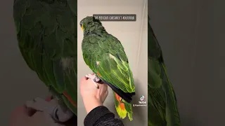 Elderly Parrot Transformation
