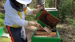 Nasazování medníků u včelstev 39x24 dne 6. dubna 2024