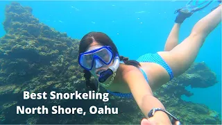 BEST place for SNORKELING in the NORTH SHORE of Oahu, Hawaii | Shark's Cove | Full Day itinerary